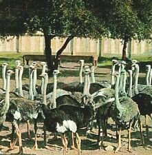 Pasadena California CA Cawson Ostrich Farm Ostriches 1907 Postcard Weidner picture