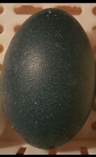 Blown EMU Egg Shells GREEN *(NOT fertile, decoration only) picture