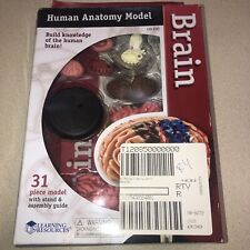 New Learning Resources Human Brain Anatomy Model LER 3335 picture