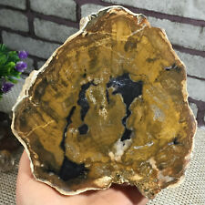 natural petrified wood crystal from Madagascar 919g picture