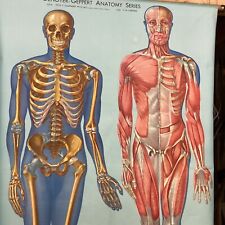  DEONYER GEPPERT ANATOMY SERIES KL 1 SKELETON MASCULATURE FRONT VIEW LARIVIERE  picture