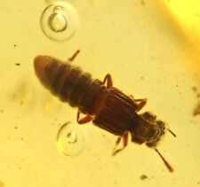 Rare Staphylinidae (Rove Beetle), Fossil Inclusion in Dominican Amber picture
