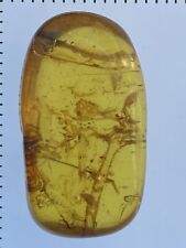 Huge PHASMATODEA 20mm, Stick-Bug Fossil In Burmite (Myanmar Amber), 98MYO picture