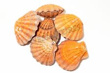 Orange Lion Paw Scallop Nautical Dish Sea Shell 5