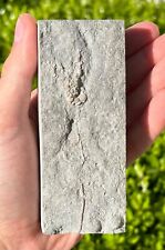 NICE Fossil Crinoid with Stem in Matrix Unknown Origin Sea Fossils picture
