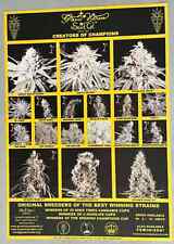Vintage marijuana poster Amsterdam Green House High Times Cannabis Cup cause picture