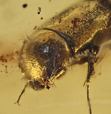 Detailed Coleoptera (Beetle), Fossil Inclusion in Dominican Amber picture