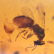Hymenoptera (Wasp), Fossil insect inclusion in Burmese Amber picture