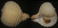 Tonyshells Seashells Rapa rapa BUBBLE TURNIP SUPERB 67.5mm F+++/GEM picture
