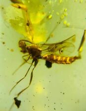 Cretaceous burmite Fossil Burmese burmite Flying Bee insect fossil amber Myanmar picture