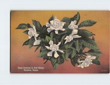 Postcard Cape Jasmine in Full Bloom, Houston, Texas picture
