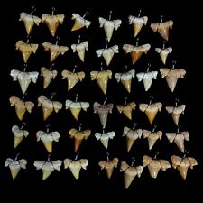 250 Pc'S Wire Wrapped, Fossil Shark (Serratolamna) Natural Shark Tooth Necklace picture