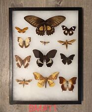 Antique Taxidermy Butterfly Mount Decor #BM11 picture