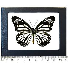 Danaus melanippus white monarch mimic butterfly Philippines Framed picture