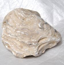 Oyster Fossil Cretaceous Prehistoric Mollusk Shellfish 476gr- 16.8oz Gem Jewelry picture