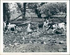 1941 Women Hydrate Cows During Drought Washington NJ Press Photo picture