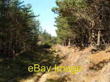 Photo 6x4 In need of thinning Rothes The pine forest has too many trees p c2007 picture