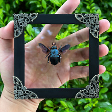 Handmade Framed Blue Carpenter Bee Taxidermy Dried Insect Wall Hanging Decor picture