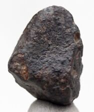 NWA 869 Chondrite Meteorite Individual Specimen Stony Iron NORTHWEST AFRICA picture