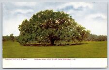 Suicide Oak City Park New Orleans Louisiana Huge Grounds And Trees View Postcard picture