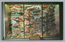 Fish Display~Vanderbilt Museum CENTERPORT Long Island NY Vintage Marine Biology picture