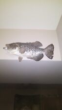 Crappie Fish : Skin Mount picture