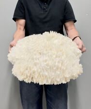 X-Large Lettuce Coral (21”x19”) picture