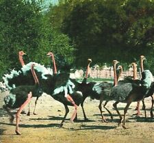 Pasadena California CA Cawson Ostrich Farm Ostriches Fighting 1904 Postcard picture