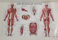 Muscular System Muscle Charts Models Anatomical Size  17