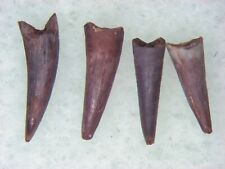 Triassic Apachesaurus amphibian tooth Bull Canyon Dinosaur beds Grade A larger picture