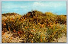 Postcard TX Monahans The Common Golden Eye In The Sand Dunes UNP A15 picture