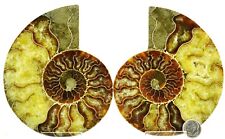 Large Ammonite PAIR 110myo Dino age Fossil 134mm Crystals XL 5.3