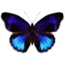 Eunica excelsa ONE REAL BUTTERFLY BLUE PERU UNMOUNTED WINGS CLOSED picture
