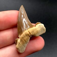 High Quality Kazakhstan Striatolamia Rossica Fossil Shark Tooth Shark Teeth picture