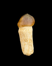 Gorgeous Moroccan Globedien Fossil Tooth: A Prehistoric Treasure for Collectors picture