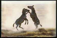 Oversized postcard New York NY New York Micato Safaris Travel Kenya Zebra Advrt. picture