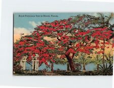Postcard Royal Poinciana Tree in Bloom Florida USA picture
