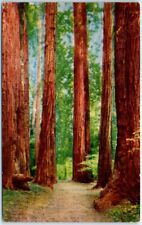 Postcard - Muir Woods National Monument - Mill Valley, California picture