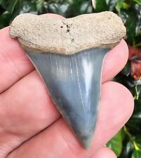 Blue Aurora North Carolina Hastalis Shark Tooth Fossil Lee Creek Not Great White picture