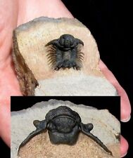 EXTINCTIONS- TOP QUALITY ACANTHOPYGE TRILOBITE FOSSIL - VERY BEAUTIFUL US PREP picture