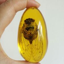 Beautiful Amber Cicada Fossil Insects Manual Polishing picture