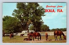 Ocala FL-Florida Greetings, Thoroughbred Horse Farm & Training, Vintage Postcard picture