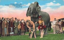 Circus Elephant Trim Nails Ringling Bros Barnum & Bailey Unused Linen Postcard picture
