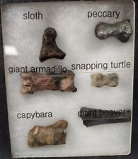 Set of 6 Florida Fossil Toe Bones - 6 Species  picture
