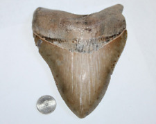 MEGALODON Shark Tooth Fossil NO Repair 5.87