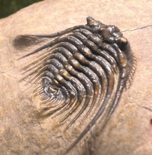 Very Nice Trilobite Fossil Leonaspis Fossils picture