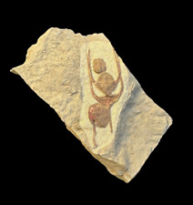 Ancient Fossil : Four Lonchodomas Trilobites in Matrix - Moroccan Fossil Set picture