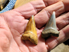 2 Bakersfield fossil shark tooth sharktooth hill teeth picture