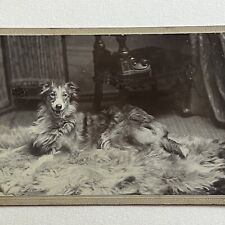 Antique Cabinet Card Photograph Beautiful Happy Collie Dog On Fur Rug London UK picture
