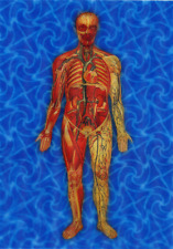 Man's Body Anatomical - Animated - 3D Lenticular Postcard Greeting card picture